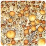 Псилоцибиновые (галлюциногенные)  грибы Psilocybin "Golden Teacher" в Горняке