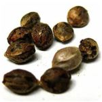 Семена марихуаны АК-47  (Seeds AK-47) в Горняке